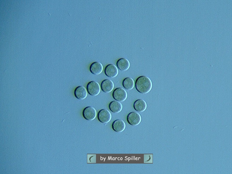 Chlorococcum ? Sembrerebbe...